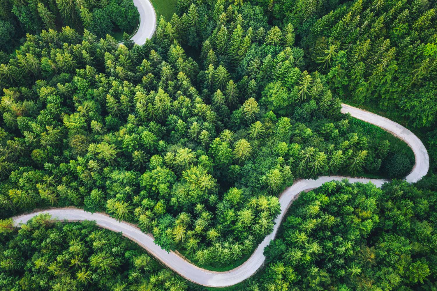 Carretera-en-medio-del-bosque,-símbolo-del-camino-de-Shell-hacia-un-futuro-energético-más-sostenible Carretera en medio del bosque simbolo del camino de Shell hacia un futuro energetico mas sostenible